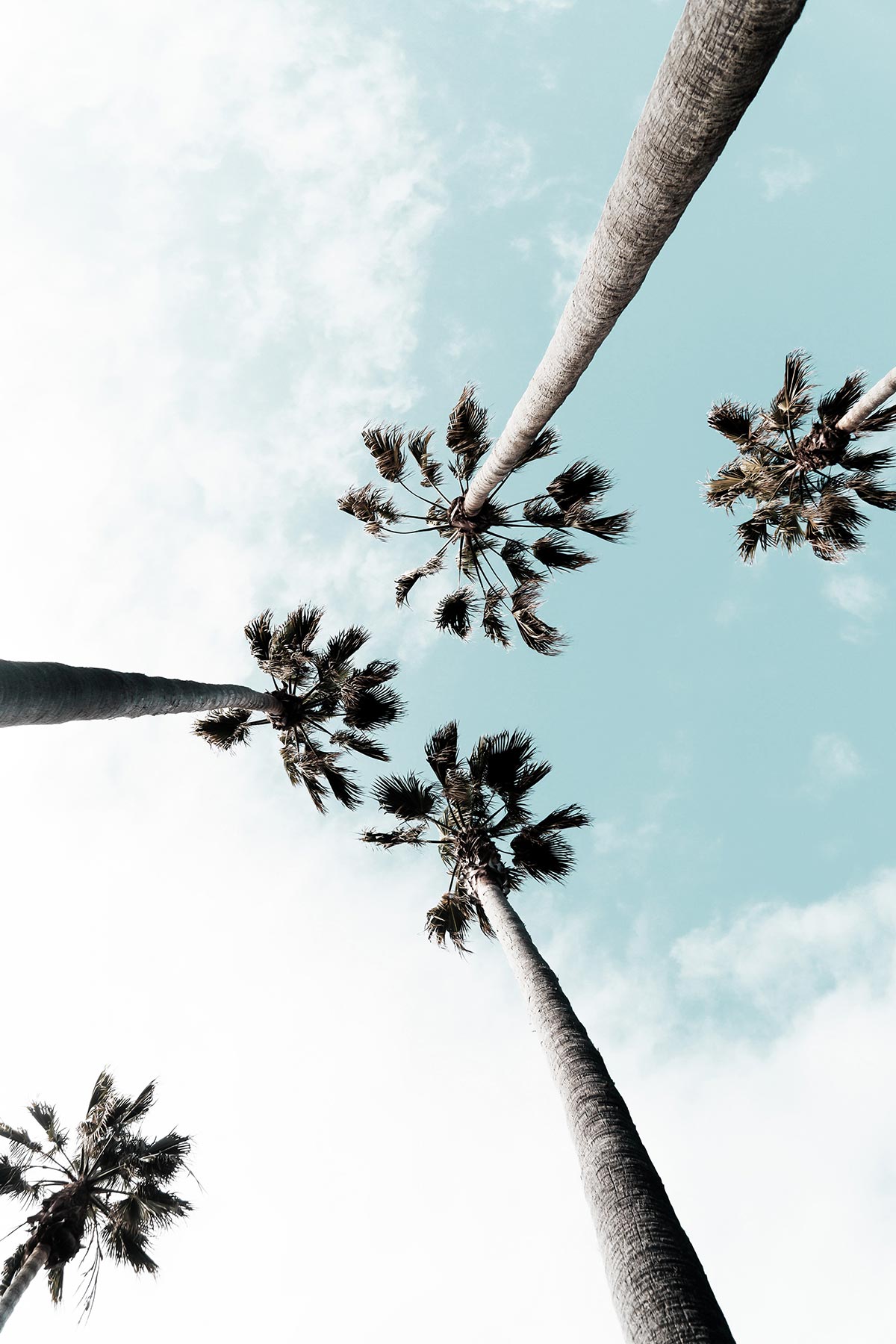 palm-trees-turquoise – Lorraine Downes